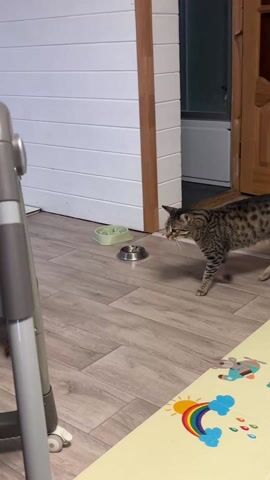 The video shows a domestic scene. A tabby cat with brown and black markings walks across a wooden-look floor. Behind the cat are two pet food bowls. Behind the bowls is a white paneled wall. A brown Dachshund dog peeks into the frame from the left side and looks at the cat. There is a tall gray and white feeding seat for a small child on the left. A yellow floor mat with an illustration of a rainbow is visible in the lower right. An open doorway is visible on the right, with a bathroom behind it. The cat meows.