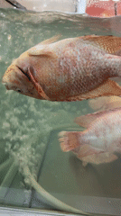 Market visitor documents fish, flowers, Nutella displays in Thailand