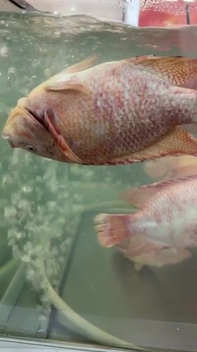 Market visitor documents fish, flowers, Nutella displays in Thailand