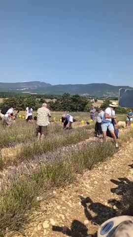 A group of people are harvesting lavender in a field on a sunny day. They are spread out amongst the rows of lavender plants, bending down to pick the flowers. Some are wearing hats to protect themselves from the sun. In the background, there are hills and trees. The ground is dry and rocky.