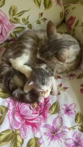 A mother cat, with grey, white, and brown tabby markings, is curled up on a floral patterned blanket. She is grooming a very young, small kitten, which is mostly grey and white with tabby stripes. The kitten is nestled against the mother cat's body, appearing to be suckling. The mother cat's tail is curled around the kitten. The blanket has a pattern of large pink and white flowers with green leaves. The scene is indoors, likely a home setting. The lighting suggests daytime. The overall mood is one of maternal care and tenderness. There is no visible text in the media.