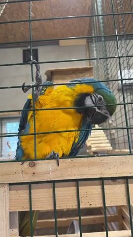 A blue and gold macaw is hanging upside down by its claws on a perch inside a large metal cage. The bird's yellow feathers are prominently displayed on its chest and belly, while its wings and back show vibrant blue and green coloration. Its head is tilted down, and its beak is slightly open, giving the appearance that it is looking at something or perhaps vocalizing. The cage has a wooden perch at the bottom and a wooden structure visible in the background. The lighting suggests an indoor environment, possibly a bird enclosure or aviary. The camera angle is low, looking up at the bird.