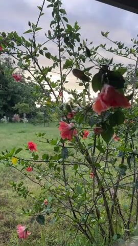 A video shows a hibiscus bush with pink and red flowers. The bush is outdoors in front of a grassy area with trees in the background. The sky is cloudy and appears to be dusk. The camera is focused on the bush, with some of the flowers appearing in motion due to wind.
