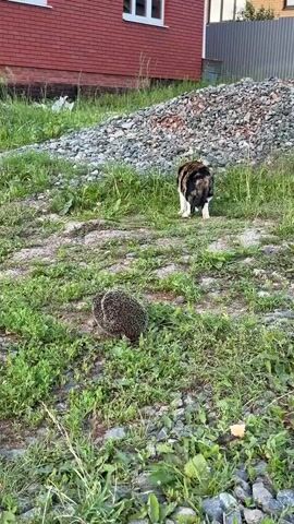 This media file depicts a natural outdoor scene in Pyachanki, Russia. The foreground is dominated by lush green grass and scattered stones, with a small hedgehog visible in the lower left quadrant of the frame. The hedgehog is curled into a ball, displaying its protective spines.

Further back in the scene, a calico cat is positioned facing away from the camera, looking towards a large pile of gravel. Behind the gravel pile, the side of a red brick building is visible. The building has a white-framed window. The overall setting suggests a residential or construction area with elements of nature interspersed.

The lighting indicates it is daytime, likely late afternoon or early evening, given the soft, natural light. There are no people visible in the frame. The presence of both a cat and a hedgehog suggests a wildlife encounter in a semi-urban environment. The weather appears to be clear and mild, suitable for outdoor activity. The media captures a moment of potential interaction or observation between the two animals and their surroundings.