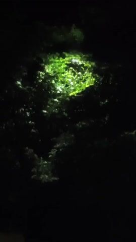 A single shot video looking up into a dark, dense tree canopy. A bright, artificial light source, possibly a lamp, illuminates a cluster of green leaves from above and to the right. The rest of the foliage is obscured by darkness. The camera remains still for the duration of the recording.