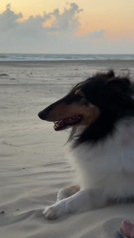 The video shows a rough collie dog lying on a sandy beach near the ocean at sunset. The dog's head is turned to the side, and its mouth is open. The dog is mostly white with black and tan markings on its head and back. The sand is rippled, indicating wind. The sky is a gradient of orange, yellow, and gray, with clouds visible. The ocean is in the background, with gentle waves. The camera is positioned low to the ground, focusing on the dog. A small portion of a person's foot is visible in the lower right corner of the frame.