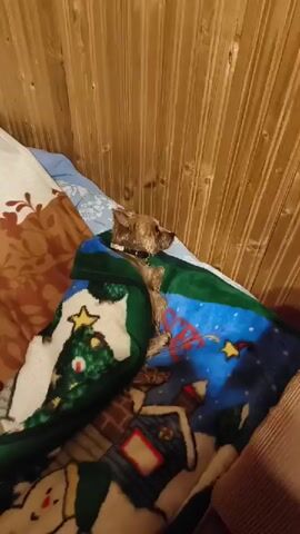A small, light brown dog is lying on a bed covered with blankets. The dog is nestled under a blue and green blanket with holiday-themed images, including a Christmas tree. A hand with red nail polish briefly reaches into the frame, adjusting the blanket. The background shows a wooden wall.