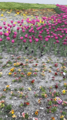 Spring flowers bloom along Sea Garden pathways in Varna
