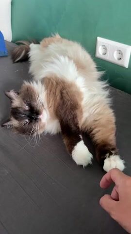 The video features a beautiful, fluffy, long-haired cat, likely a Ragdoll, with distinctive cream and dark brown (seal point) markings, lying on its back and side on a dark grey fabric surface, possibly a bed or couch. The cat has striking blue eyes and white "mittens" on its paws. A human hand gently touches one of the cat's front paws, prompting the feline to slowly close its eyes, indicating a state of deep relaxation and contentment. The cat appears sleepy and comfortable, stretched out on the surface. In the background, a green wall is visible, along with a white electrical outlet featuring two European-style sockets. A blue pillow can be partially seen on the left side of the frame. The scene captures a peaceful and affectionate interaction in an indoor setting, consistent with the provided location context of Rijswijk, Netherlands. The lighting suggests it is daytime.