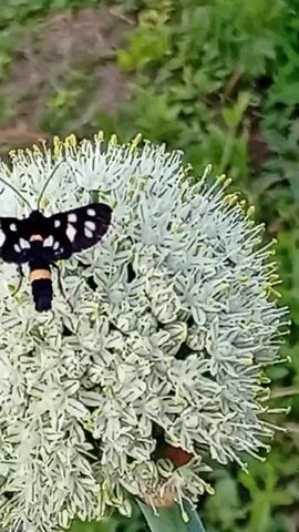 A black and white butterfly with orange stripes on its abdomen rests on a white flower. The butterfly's wings are black with white spots, and its body is segmented with black and orange bands. The flower is round and white, with many small petals and yellow stamens. The background is blurred green foliage.