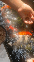 Morning koi feeding session captured in sunny pond setting