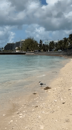 Seagull spotted on sandy Nassau beach amid turquoise waters