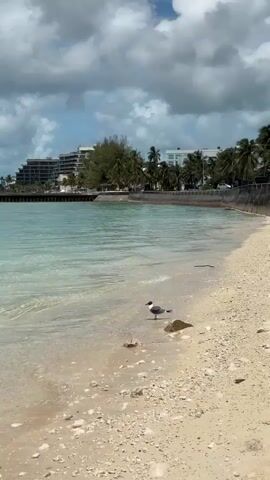 A static shot shows a seagull standing on a sandy beach with clear turquoise water. The beach is littered with small rocks and shells. Buildings and palm trees line the background along the shore. The sky is partly cloudy.