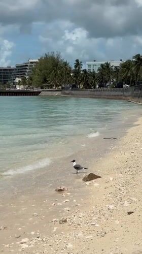 Seagull spotted on sandy Nassau beach amid turquoise waters