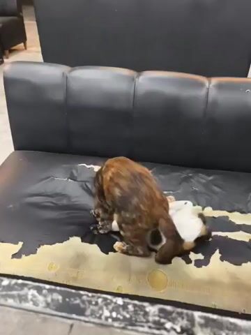 This video shows two cats playing on a black leather couch with torn upholstery. One cat is a tortoiseshell, and the other is predominantly white with black and orange patches. The tortoiseshell cat is standing over the white cat, which is lying on its back. The cats are wrestling and batting at each other. The couch is in a room that appears to be indoors, possibly a living room or lounge area, with other furniture visible in the background. The lighting is ambient.