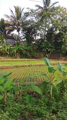 The video shows a moving shot of a rural landscape. The foreground is filled with green vegetation and some dirt paths. In the mid-ground, there are vibrant green rice paddies with visible rows of young rice plants. Beyond the rice paddies, there are houses with traditional roofs and lush trees, including palm trees. The sky is bright and appears to be daytime. The camera appears to be mounted on a moving vehicle, giving the impression of a journey through the countryside. There are no people visible in the frame.
