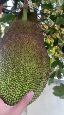 A close-up shot shows a large jackfruit hanging from a tree. A hand with painted fingernails gently touches the bumpy green and brown exterior of the fruit. The background features green leaves and branches, suggesting an outdoor, natural setting, possibly a garden or orchard. The focus is on the fruit and the hand interacting with it.