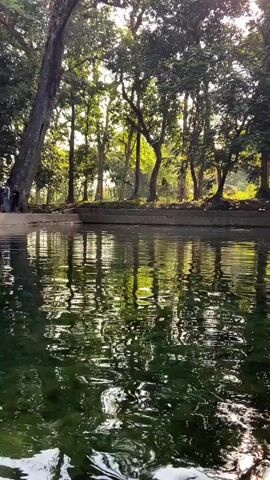 A vertical video shot shows a still body of water in the foreground, reflecting the surrounding trees and dappled sunlight. The water appears green and murky. In the background, a concrete retaining wall borders the water, and beyond that, a dense forest of tall trees with green foliage stretches into the distance. Sunlight filters through the leaves, creating a bright, dappled effect. On the left side of the frame, near the retaining wall, a few people are visible standing or walking, their figures partially obscured by the trees. The overall scene suggests a tranquil, natural environment, possibly a park or a natural spring.