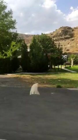 The video pans from left to right, showing a rural landscape under a partly cloudy sky. In the foreground, there is a dirt road. To the left, a utility pole with some red signage is visible. Further into the scene, a white object, possibly an animal or a piece of debris, is positioned near a sparse patch of dry grass and some green bushes. In the background, there are trees, more green foliage, and in the far distance, hills or mountains with some structures on them. The overall impression is one of an outdoor, possibly somewhat unkempt, environment.
