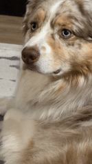 Australian Shepherd dog rests and grooms on rug in Laval