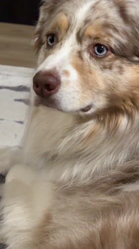 Australian Shepherd dog rests and grooms on rug in Laval