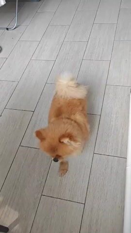 An overhead shot shows a fluffy, golden-brown Pomeranian dog on a light-colored, tiled floor. The dog is looking upwards at the camera with its tail curled over its back. The dog then shifts its weight and begins to lie down, extending its body and tucking its legs underneath itself. The dog fully extends and lies flat on the floor.