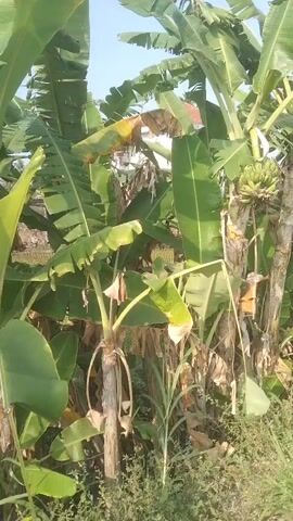 The video shows a cluster of banana trees in an outdoor environment. There are several banana bunches visible on the trees, some appearing to be green and unripe. The trees have large, green leaves, with some older, dried leaves also present. The ground is covered in grass and other vegetation. The lighting suggests it is daytime, possibly morning or late afternoon, with sunlight filtering through the leaves. There are no people or animals visible in the video.