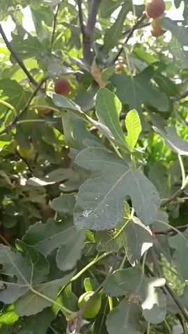 The video shows a close-up of a fig tree with ripe and unripe figs. The camera pans slowly across the branches, highlighting the textured leaves and the fruit hanging from them. Sunlight filters through the leaves, creating dappled light. The background is slightly blurred, suggesting an outdoor setting with lush greenery. The figs are various shades of green and reddish-brown, indicating different stages of ripeness.