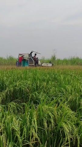 Here is a concise description of the scene: 

The video shows two people operating a combine harvester in a rice field. The rice is green and nearing harvest. The sky is overcast. The people are standing and driving the machine, seemingly harvesting the crop. The harvester has a light-colored body. There is some tall vegetation around the edges of the field.