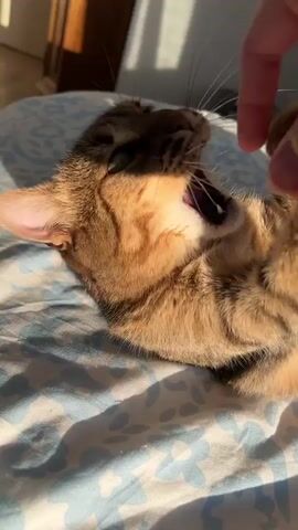 The video shows a brown tabby cat lying on its back on a blue and white patterned bedspread. A hand reaches into the frame and pets the cat. The cat grabs the hand with its paws and nuzzles it. The hand is then removed from the cat's belly, and the cat returns to a lying position. The hand then reaches in front of the cat, and the cat sniffs it and rubs against it. The scene is well-lit, and the room appears to be a bedroom.