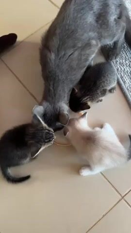 A mother cat is bending over a shallow bowl on a tiled floor, nudging it with her head as three kittens, two dark tabby and one cream-colored Siamese, gather around to drink. The Siamese kitten is on the right, and the two tabby kittens are on the left. The mother cat's tail is curled around her hind legs. A hand wearing dark socks enters the frame from the top left and then the top of a person's head is visible at the top of the frame. The lighting is natural and appears to be from an overhead source.