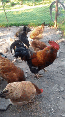 Farm animals observed in rural Ukrainian village setting