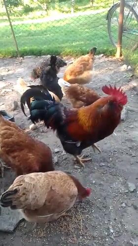 Farm animals observed in rural Ukrainian village setting