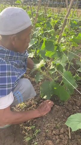 A person wearing a white skullcap and a blue and white plaid shirt is crouching in a garden. They are tending to cucumber plants that are growing vertically, supported by bamboo stakes and string. The ground is covered in soil and some scattered debris. The person's hands are near the base of a cucumber plant, and they appear to be working with the soil or the plant itself. The sun is shining, casting shadows and illuminating the plants and soil. In the background, more rows of cucumber plants and stakes are visible, suggesting a larger farming or gardening operation.