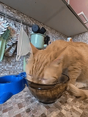 Cat feeding and flowering houseplants in a Tver home