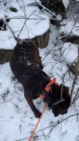 A dark-colored dog with an orange collar and leash is walking through snowy woods. The dog sniffs the ground and moves through the snow, which is speckled with fallen branches. The trees surrounding the dog are mostly bare, and some have snow-covered stumps at their bases. The ground is entirely covered in snow. The dog seems focused on following a scent trail.