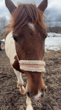 Rural morning scenes captured in Russian village of Кемуль