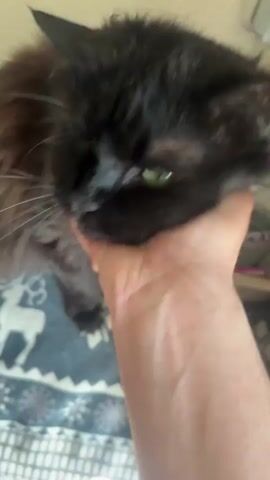 This is a close-up video of a person's hand petting a black cat. The cat has green eyes and appears to be enjoying the attention. The background is blurry but suggests an indoor setting, possibly a bedroom, with a patterned blanket and a glimpse of a wall. The lighting is soft, indicating it might be daytime or a well-lit room. There is no visible text in the video. The overall mood is calm and affectionate. The video was recorded in Tapa, Estonia.