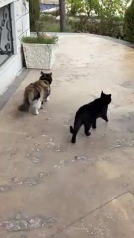 Two cats are facing each other on a tiled patio. One cat is mostly black, and the other is calico. They are both poised and appear tense. A white decorative planter box is visible behind the calico cat. Green shrubbery can be seen in the background.