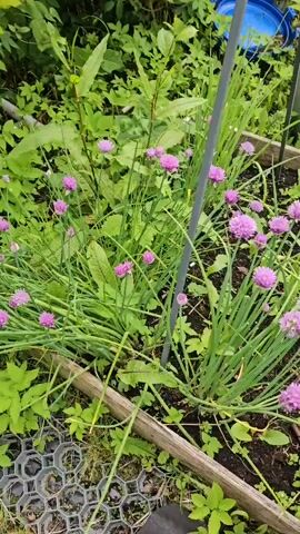 This is a video of a garden in Kibuna, Estonia. The video features several plants, including chives in bloom with their characteristic purple flowers, and large, leafy green plants that appear to be horseradish. The scene is set in a raised garden bed, indicated by the wooden borders and the honeycomb-like plastic liner at the bottom of the frame. A thin metal stake stands vertically, likely supporting a plant or marking a spot in the garden. The overall impression is one of a thriving, well-maintained garden. The lighting suggests it is daytime, and the lush greenery implies favorable weather conditions. There is no visible text in the video.