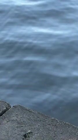 The video shows a close-up, low-angle shot of water and concrete. The concrete edge is in the foreground, with a cracked surface and a small green plant growing out of a crevice. The water is in the background, appearing dark and murky with subtle ripples and reflections. The lighting suggests an overcast day or an area with limited direct sunlight. The overall scene is static, with no discernible action or interaction taking place.