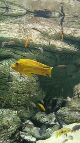 A school of fish swims in a rocky aquarium. A large yellow fish is in the foreground, with smaller striped fish and other colorful fish visible in the background. The aquarium has a rocky landscape with plants and sand at the bottom. The lighting suggests the aquarium is indoors.