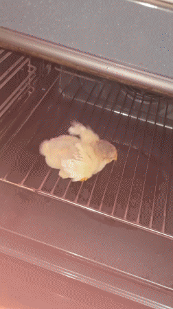 Chick documented in kitchen locations across Zlatograd, Bulgaria