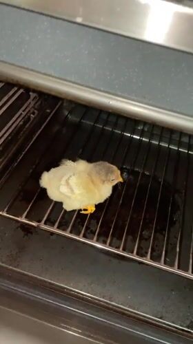 Chick documented in kitchen locations across Zlatograd, Bulgaria