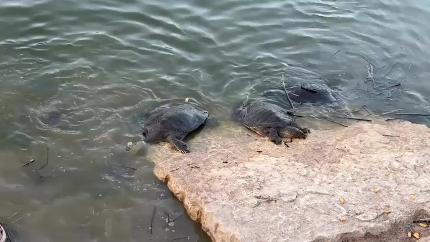 The video shows a body of water with several turtles near a rock formation. Two turtles are partially submerged, with their heads and front legs visible. One turtle is closer to the rock and appears to be pushing its head out of the water. The other turtle is further away, with its head and neck extended. The water is murky and appears to have some debris floating in it, such as leaves and sticks. The rock formation is light brown and textured, with some smaller pebbles scattered around it. The overall scene suggests a natural environment where turtles are interacting with the water and the land.