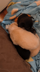 Person holds small puppy in Avren, Bulgaria home