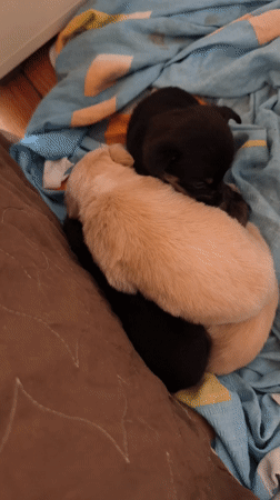 Person holds small puppy in Avren, Bulgaria home