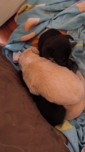 Person holds small puppy in Avren, Bulgaria home