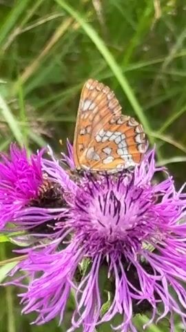 The video shows a close-up of a butterfly with orange and white markings resting on a purple thistle flower. The background is blurred green grass. The butterfly's wings are closed. The video is 4 seconds long.