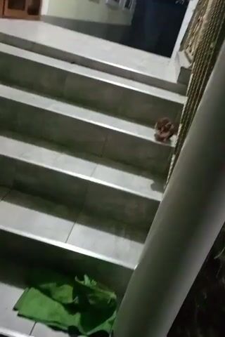 A brown and white cat is sitting on the middle step of a tiled outdoor staircase. The staircase is lit by artificial light, and the surrounding area is dark. A metal railing runs along the right side of the stairs.